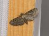 Eupithecia sp.
